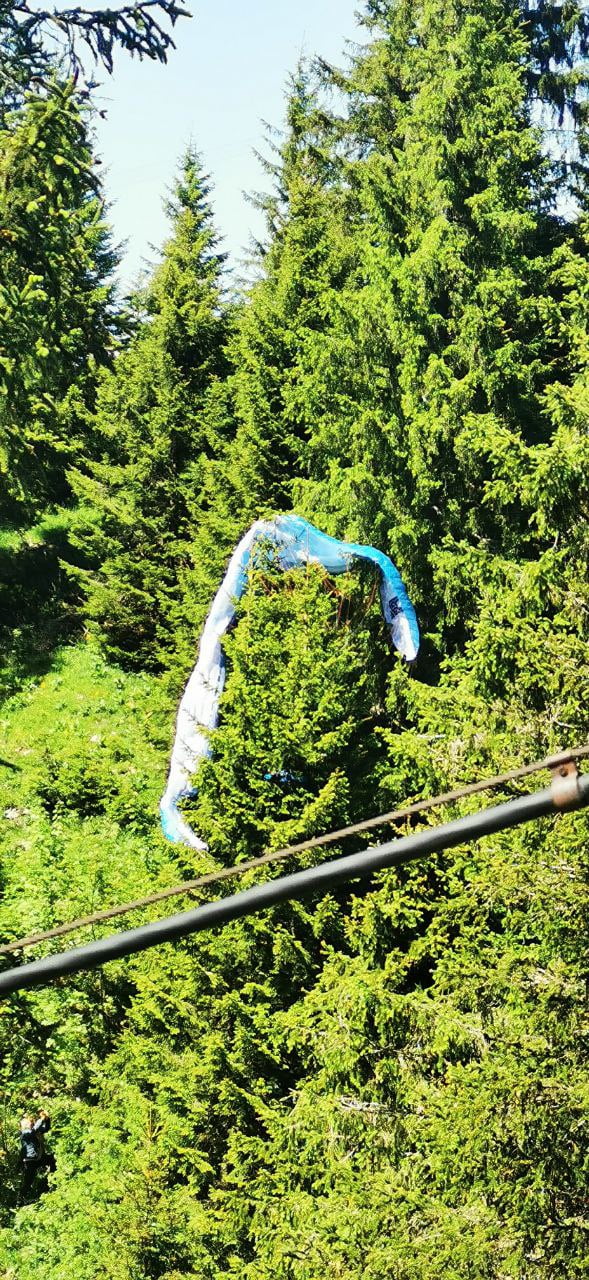 Baumlandung mit dem Paragleiter