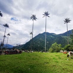 Valle de Cocora