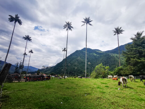 Valle de Cocora